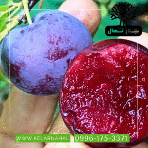 کلار نهال | خرید نهال آلو توسرخ + قیمت و مشخصات کامل