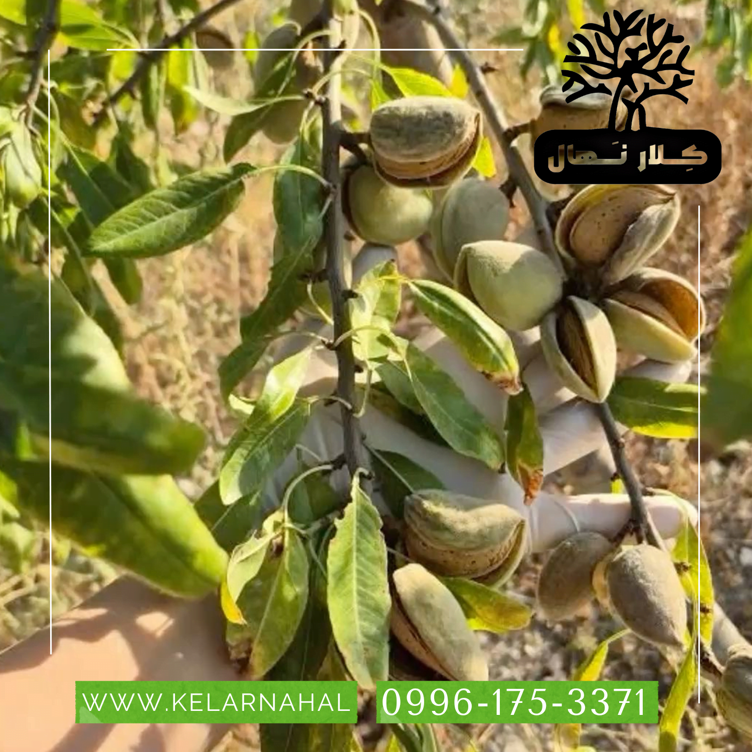 کلار نهال | خرید نهال بادام آذر + قیمت و مشخصات کامل