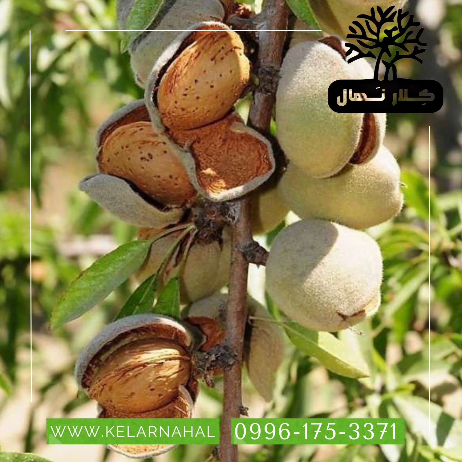 کلار نهال | خرید نهال بادام فرانیس + قیمت و مشخصات کامل