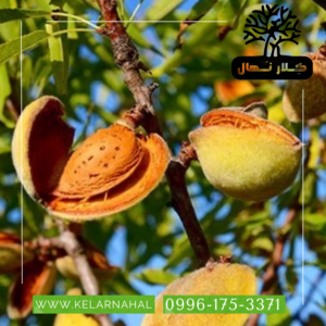 کلار نهال | خرید نهال بادام حریر + قیمت و مشخصات کامل