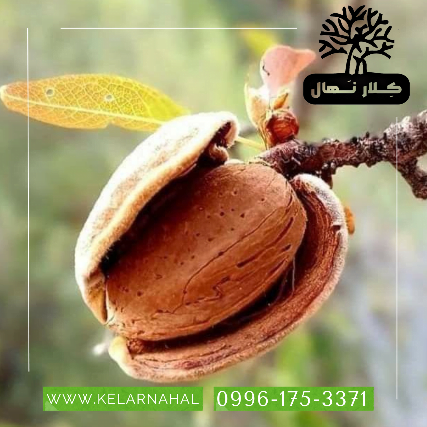 کلار نهال | خرید نهال بادام کاغذی + قیمت و مشخصات کامل
