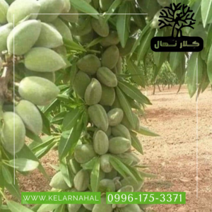 کلار نهال | خرید نهال بادام خوشه ای + قیمت و مشخصات کامل