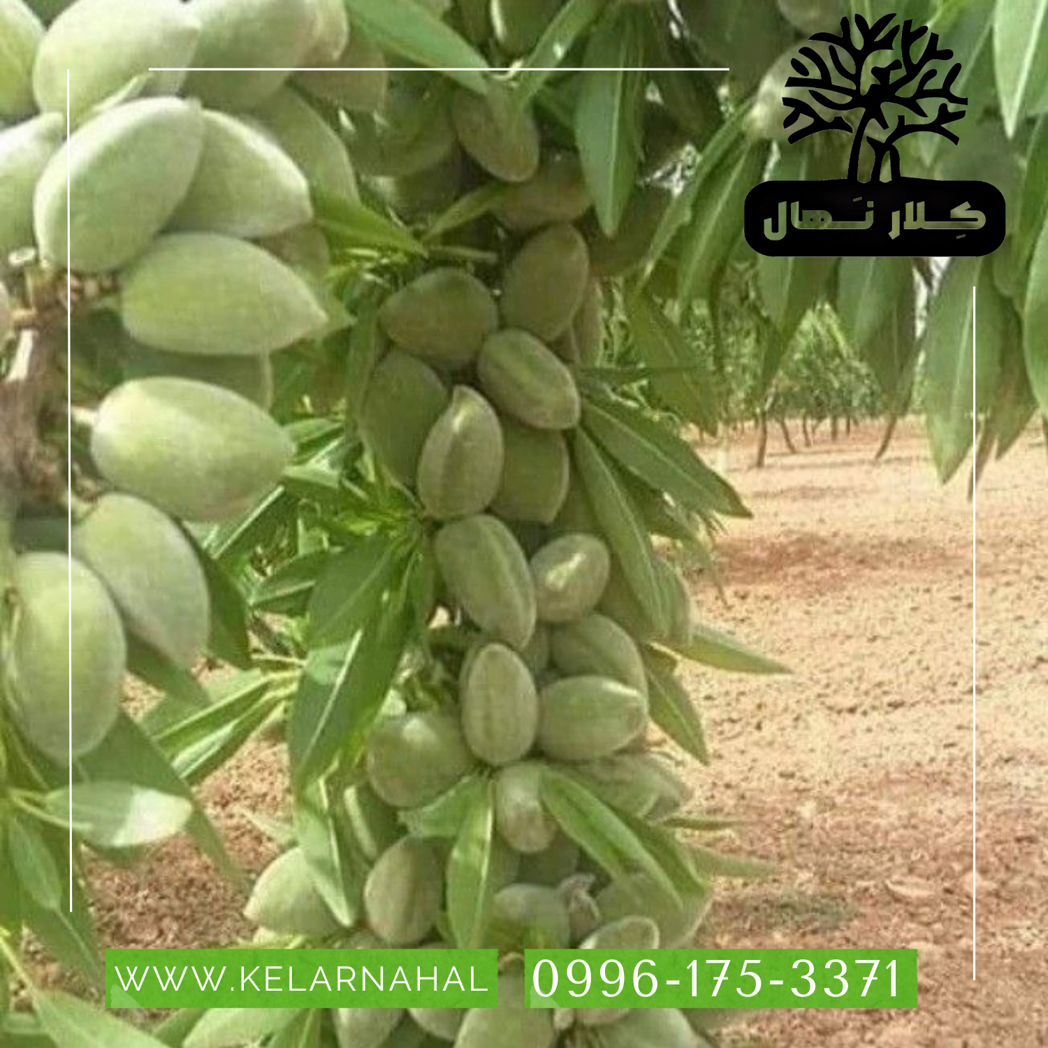 کلار نهال | خرید نهال بادام خوشه ای + قیمت و مشخصات کامل