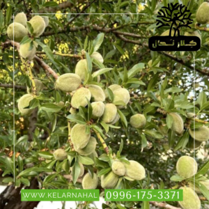 کلار نهال | خرید نهال بادام مامایی + قیمت و مشخصات کامل