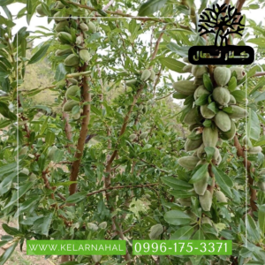 کلار نهال | خرید نهال بادام رامسکا + قیمت و مشخصات کامل