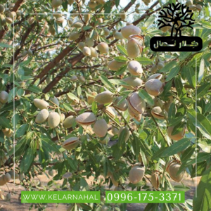 کلار نهال | خرید نهال بادام شاهرودی + قیمت و مشخصات کامل