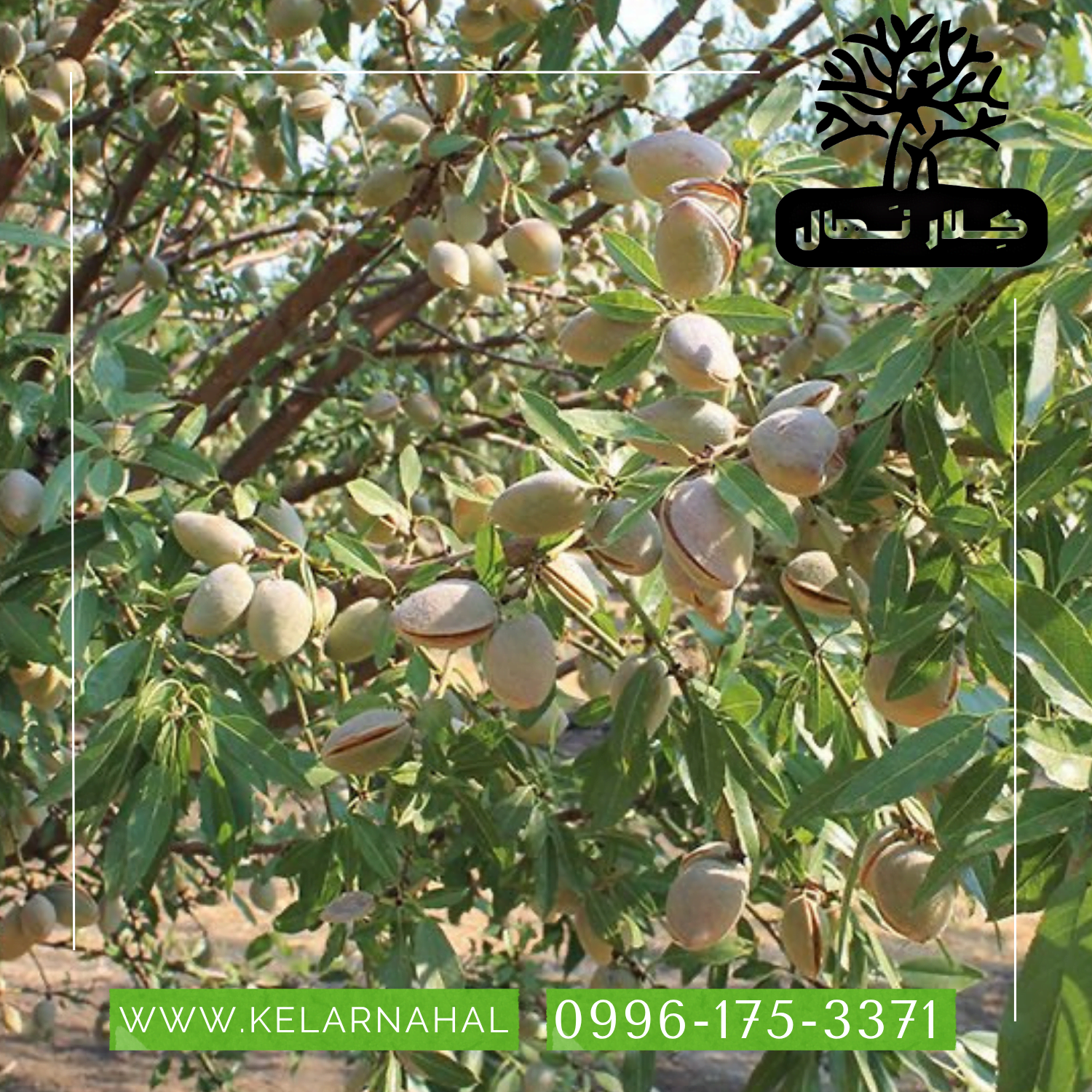 کلار نهال | خرید نهال بادام شاهرودی + قیمت و مشخصات کامل