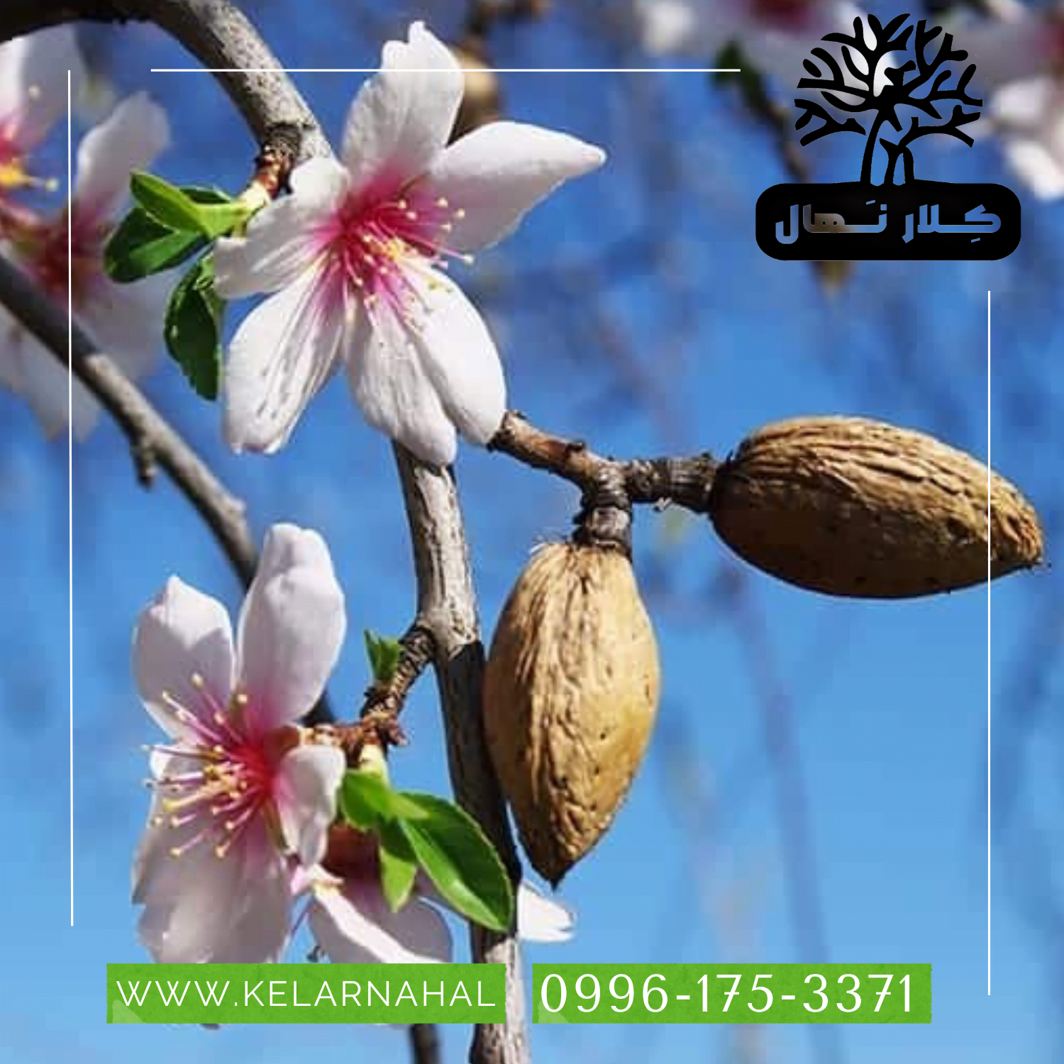 کلار نهال | خرید نهال بادام شکوفه + قیمت و مشخصات کامل