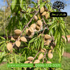 کلار نهال | خرید نهال بادام تونو + قیمت و مشخصات کامل