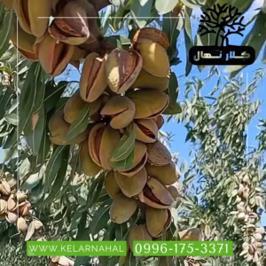کلار نهال | خرید نهال بادام یلدا + قیمت و مشخصات کامل