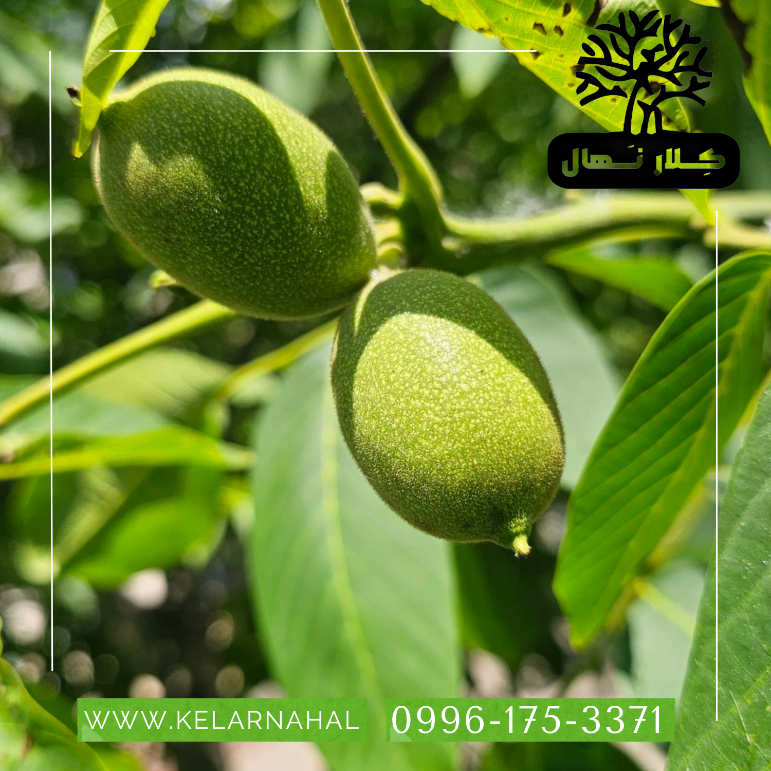کلار نهال | خرید نهال گردو لارا پيوندي + قیمت و مشخصات کامل