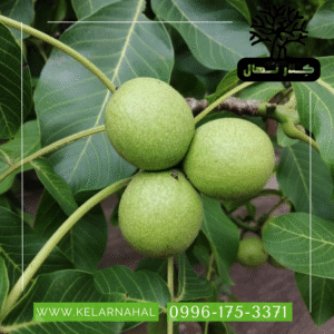 کلار نهال | خرید نهال گردو مراغه (محلي) + قیمت و مشخصات کامل